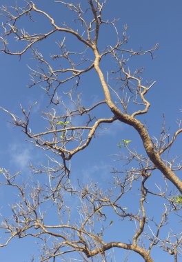 Brunch ve gökyüzü