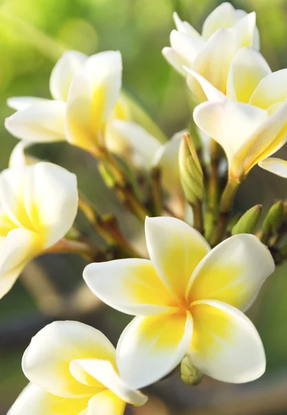 Plumeria — Zdjęcie stockowe