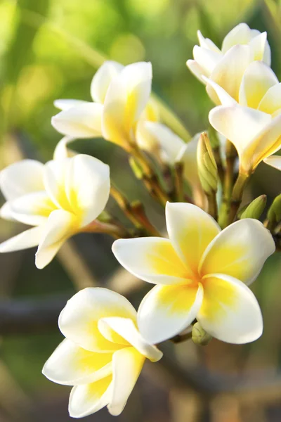 Тайська Живці квітів — стокове фото