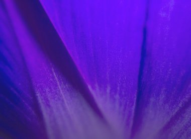violet geometry