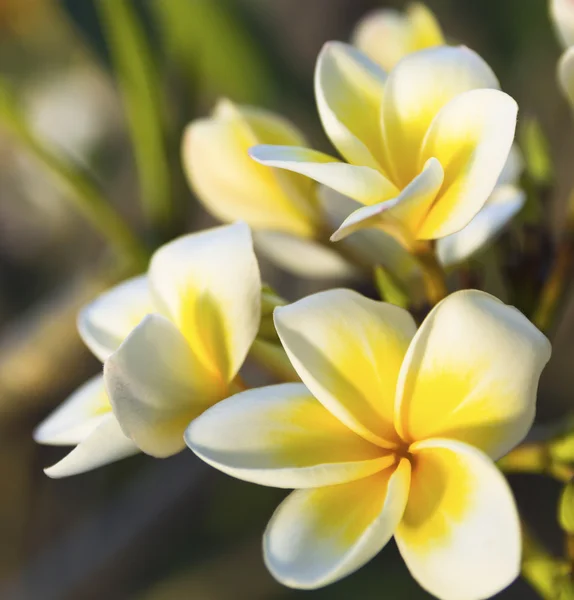 スパ花びら sq — ストック写真