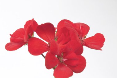 Kırmızı çiçekler sıçrama