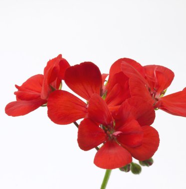 beyaz üzerine kırmızı