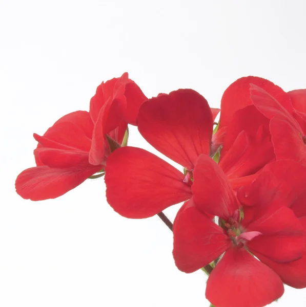 赤い花 sq — ストック写真