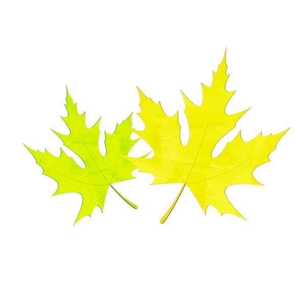 Deux feuilles — Image vectorielle