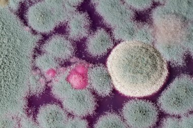 Bir petri üzerinde büyüyen kalıp