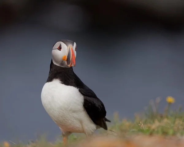 Puffin... — Fotografia de Stock