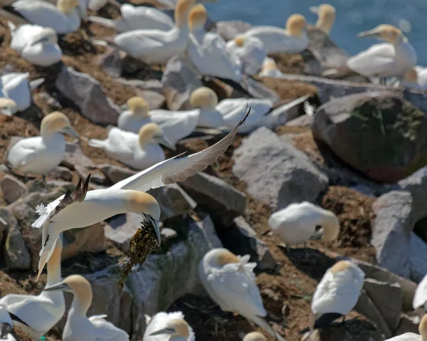 Northern Gannet — Stock Photo, Image