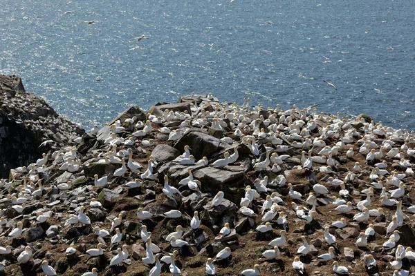 Northern Gannet — Stock Photo, Image