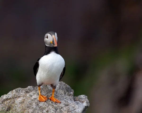 Atlantic Puffin, Terra Nova — Fotografia de Stock