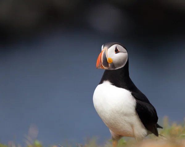 Atlantic Puffin, Newfoundland — Stock Photo, Image