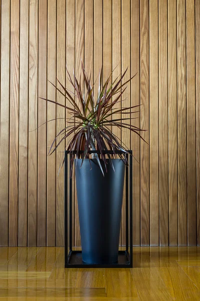 Pot met plant — Stockfoto