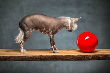 Chinese crested dog in studio clipart