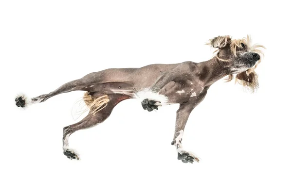 Chinese crested dog in studio — Stock Photo, Image