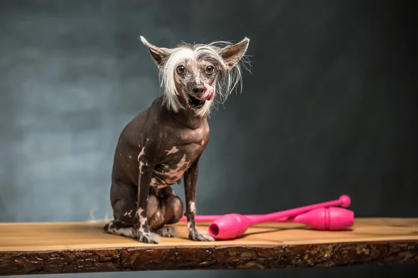 Chinese crested dog in studio — Stock Photo, Image