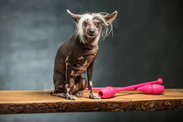 Chinesischer Haubenhund im Studio — Stockfoto