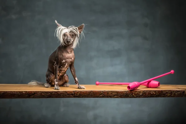 Perro de cresta chino en estudio — Foto de Stock