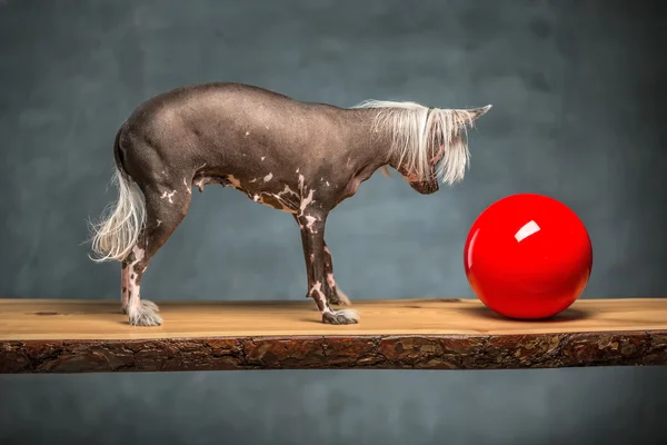 Chinese crested dog in studio — Stock Photo, Image