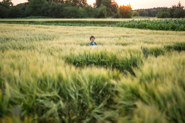 Niño en el campo de centeno —  Fotos de Stock