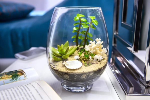 Bir vazoda succulents — Stok fotoğraf