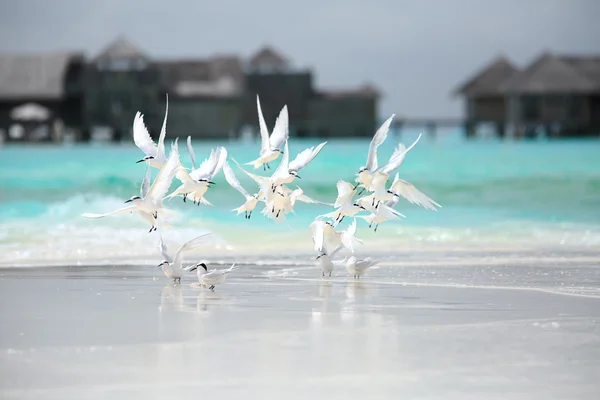 Seagull in flight — Stock Photo, Image