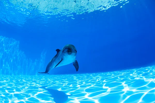 Delfinów pływa pod wodą — Zdjęcie stockowe