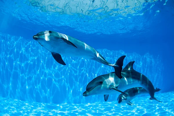 Delfines — Foto de Stock