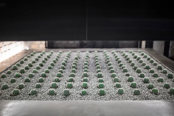 Прокладка для выращивания кактуса в интерьере — стоковое фото