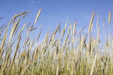 Bir Rye Özet görünümü.