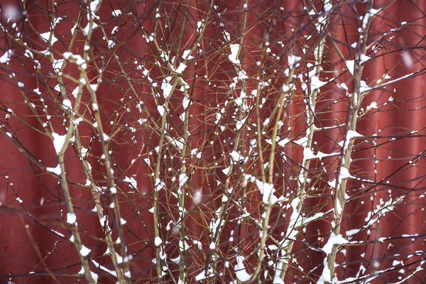 Barberry bush covered with first snow, warm toned, soft focus. — Stock Photo, Image