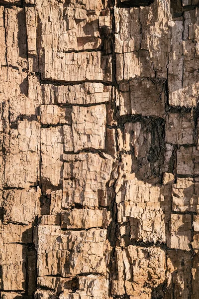 Interior de un tronco de madera en descomposición. Primer plano . —  Fotos de Stock