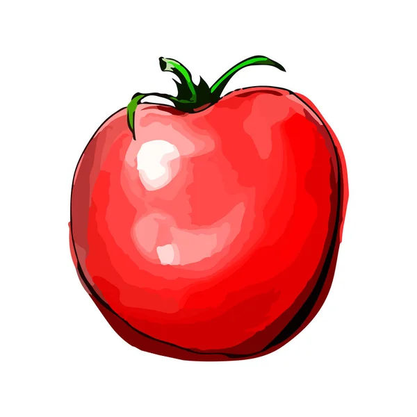 Beyaz üzerine el çizimi kırmızı domates çizimi — Stok fotoğraf