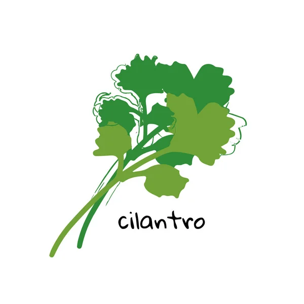 Cilantro illustration on white background — Stockvektor