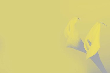 Gri arka planda güzel beyaz Callas. Güzel çiçekler, yazıtlar için bir yer. Renk eğilimi kavramı.