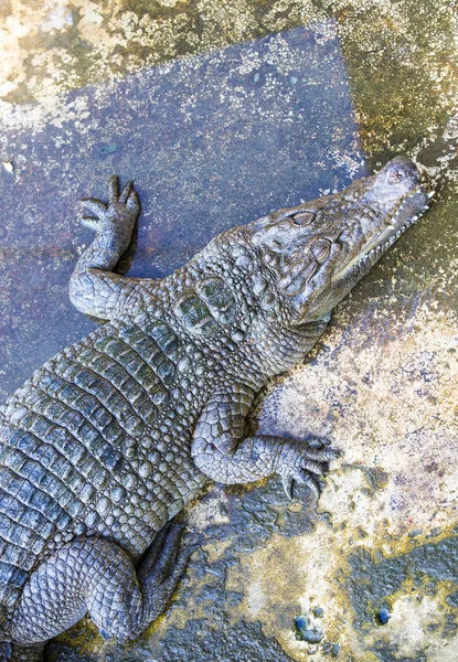 Crocodiles en gros plan — Photo