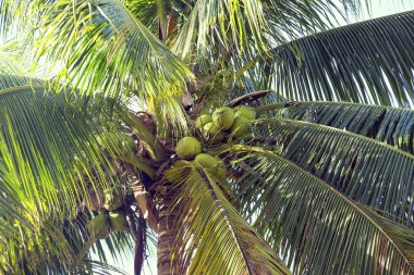 Coconut Grove'da olgun hindistancevizi yaz ile