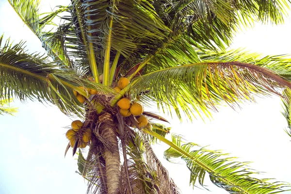 Coconut grove met rijpe kokosnoten — Stockfoto