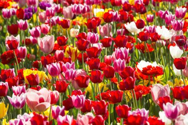 Baharda büyüyen Lale yatak