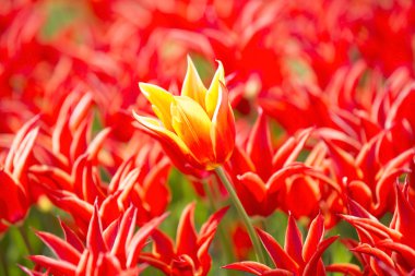 Baharda büyüyen Lale yatak