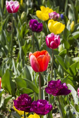 Büyüyen lale yatak 