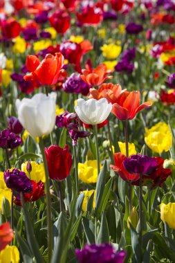 Büyüyen lale yatak 