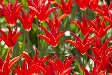 Baharda büyüyen Lale yatak 