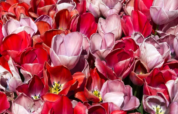 Cama de tulipas crescendo na primavera — Fotografia de Stock