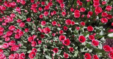 bahar bahçe içinde büyüyen lale yatak