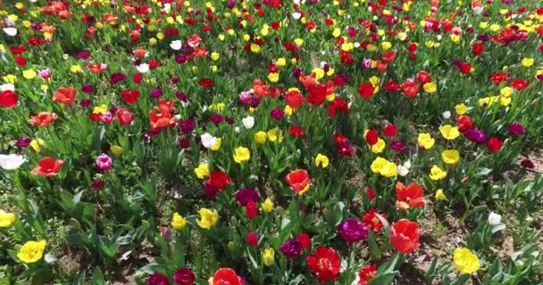 Bed of tulips growing in spring garden — Stock Video