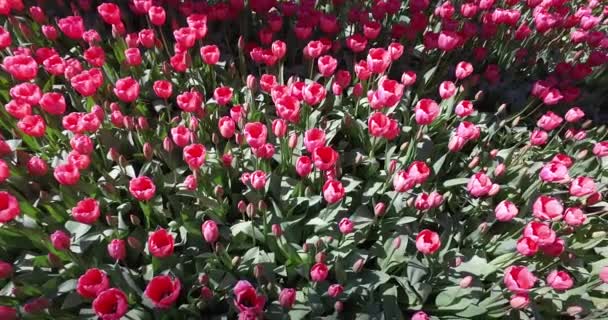 Bed of tulips growing in spring garden — Stock Video