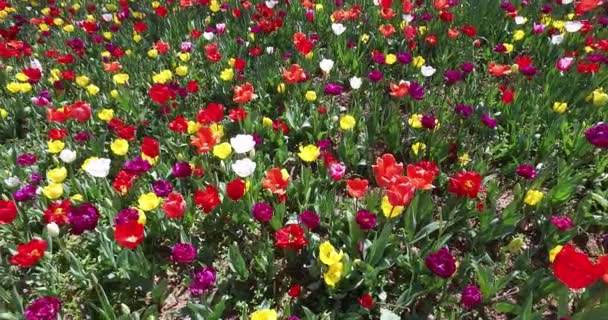 Ліжко тюльпанів, що ростуть у весняному саду — стокове відео