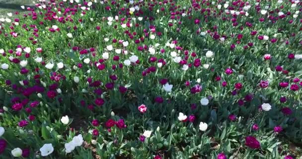 Cama de tulipanes creciendo en jardín de primavera — Vídeo de stock