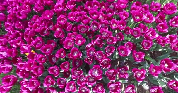 Bed of tulips growing in spring garden — Stock Video