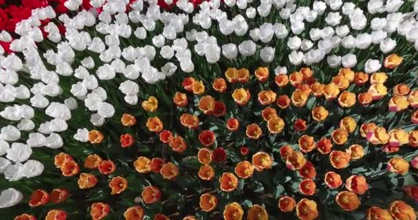 Cama de tulipanes creciendo en jardín de primavera — Vídeos de Stock